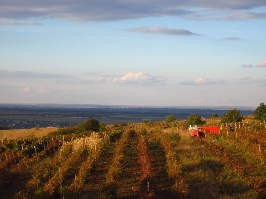 File:Vineyard, Anenii Noi District.JPG