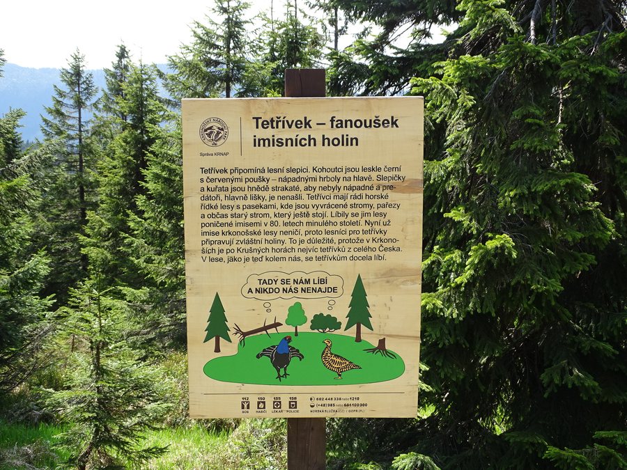 File:NS Krkonošská zvířata - Tetřívek - fanoušek imisních holin.jpg