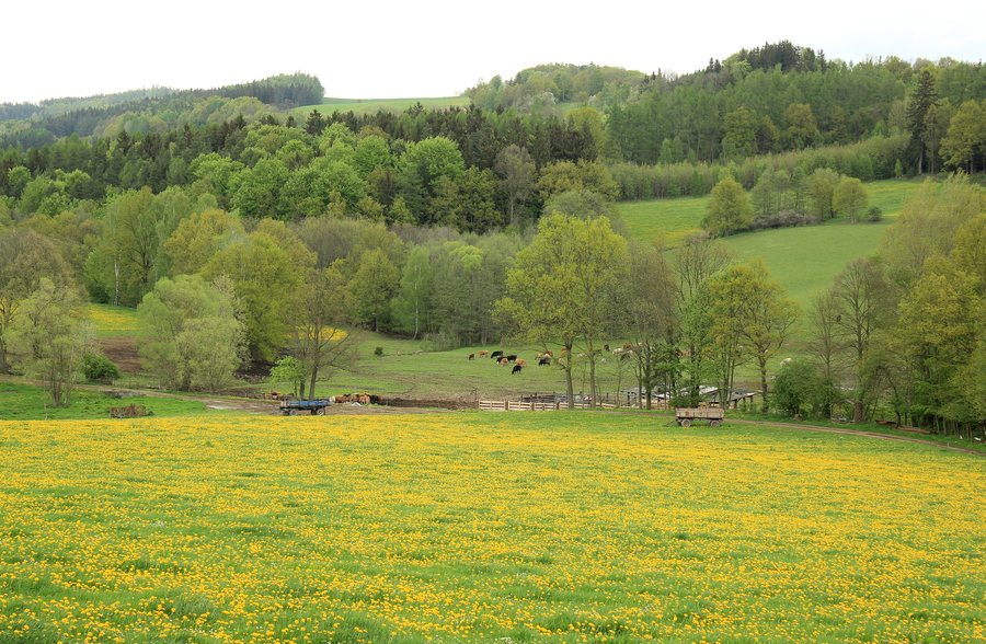 File:Střezimíř, Dolní Dobřejov, pastures.jpg