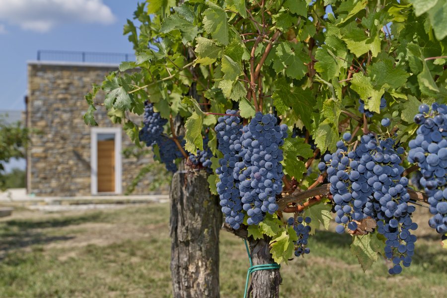 File:Vineyards Rodica Truske - panoramio (1).jpg