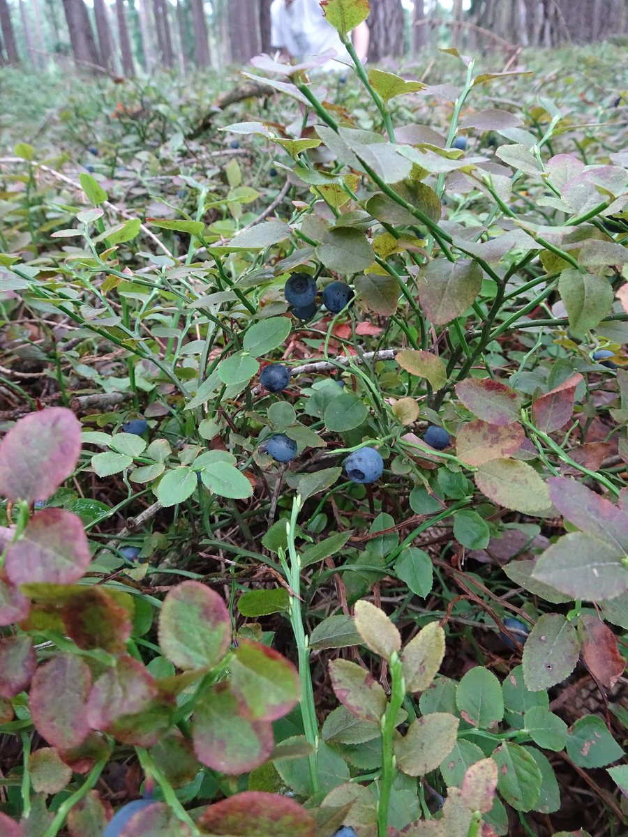 File:Nýrov, borůvky.jpg