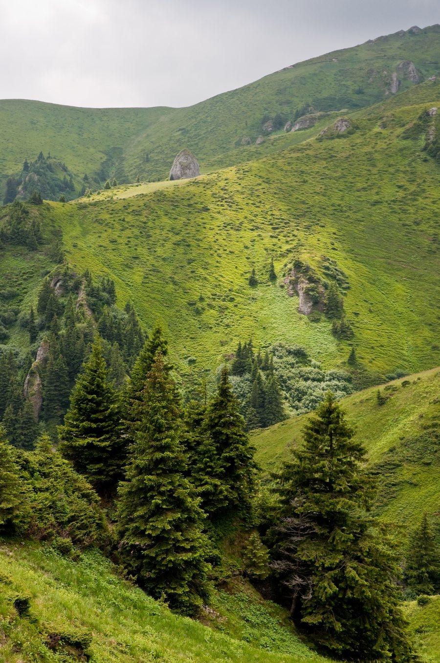 File:Picea abies, Vama Buzaului, Brasov, Romania.jpg