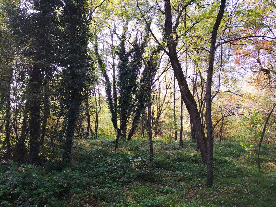 File:Starše - gozd.jpg