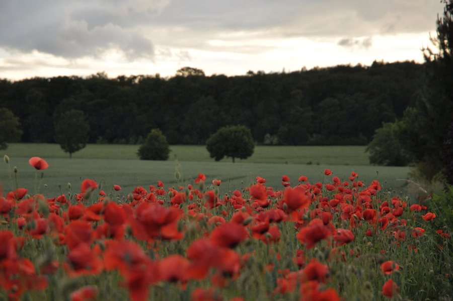 File:Fields in Tursko.jpg