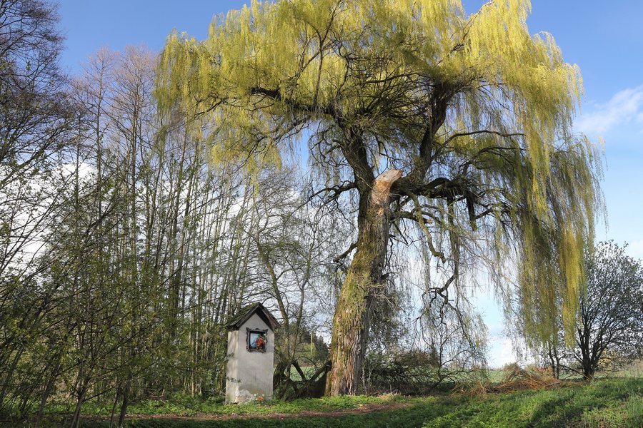 File:Zásada, Pěnčín 2017-04 01.jpg