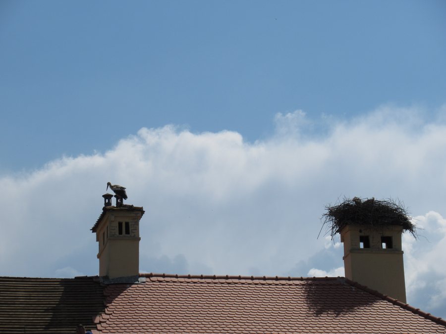 File:Stork in Prejmer 01.jpg