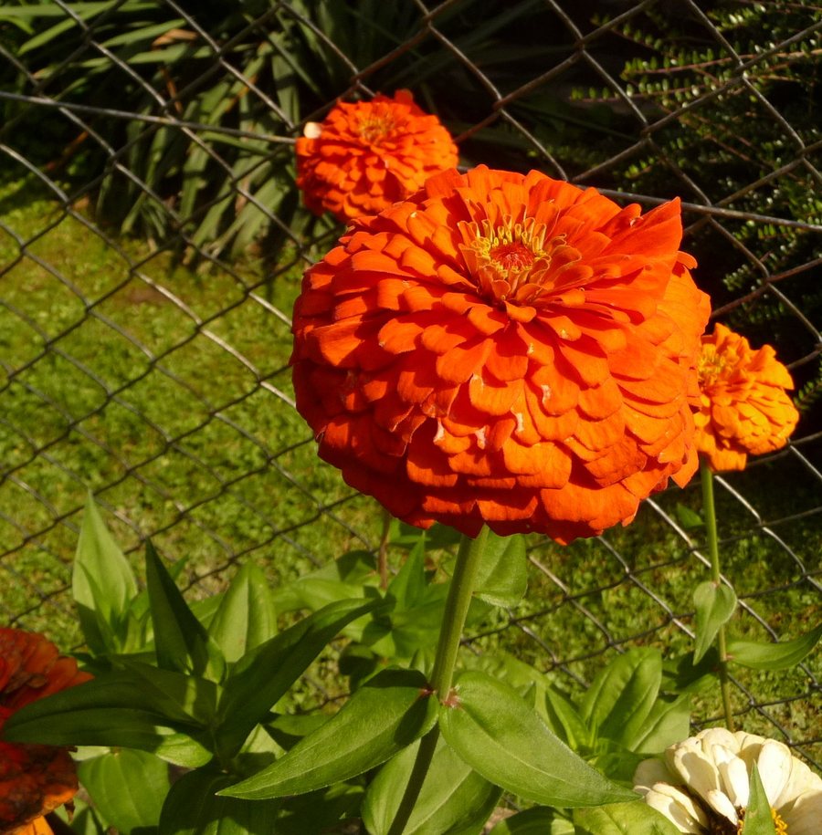 File:Zinnia, Fryšták (4).jpg