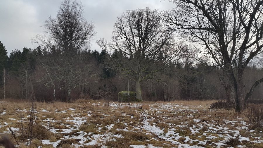 File:Luige tamm rändrahnuga, Aespa alevik, Kohila vald, Raplamaa.jpg