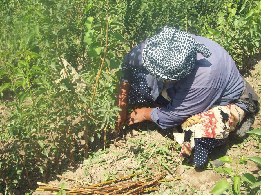 File:Grafting process (Uzbekistan, Andijan province).JPG