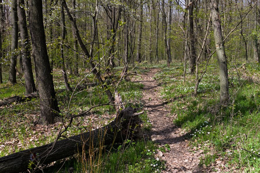 File:Svíb, Čistěves 2022-04 01.jpg