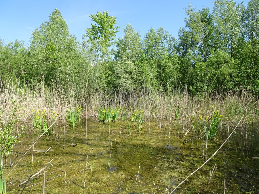File:Mořice, Lokální biocentrum Mokroš (2).jpg