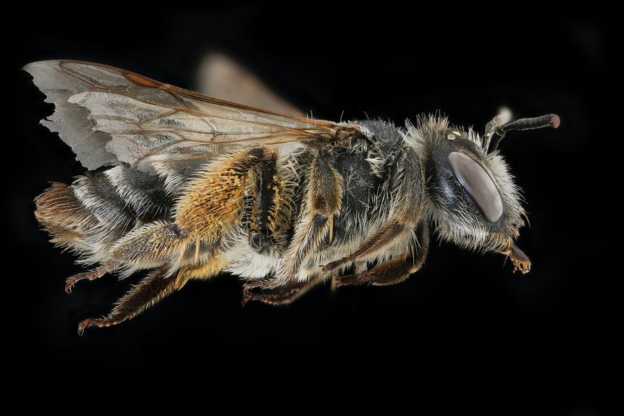 File:Andrena flavipes, f, right, Nesvady, Slovakia 2020-02-17-14.21.24 ZS PMax UDR (51069710746).jpg