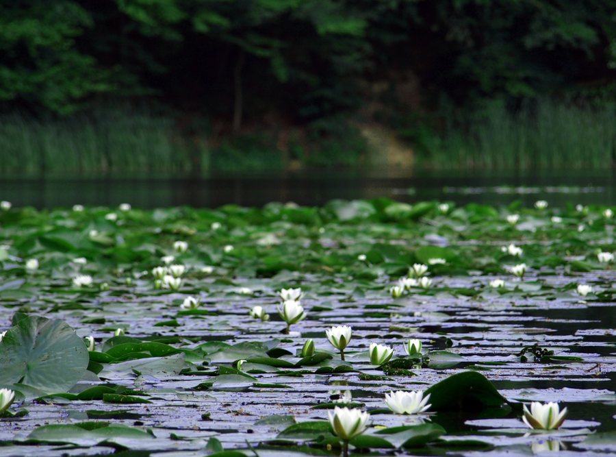 File:Small lake, Dognecea commune, Caras Severin County, Romania.JPG