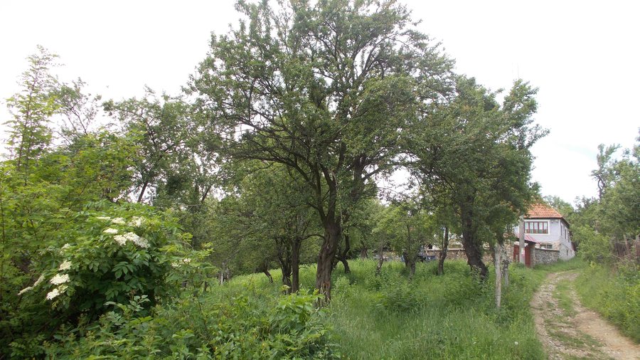 File:RO MH Costești.JPG