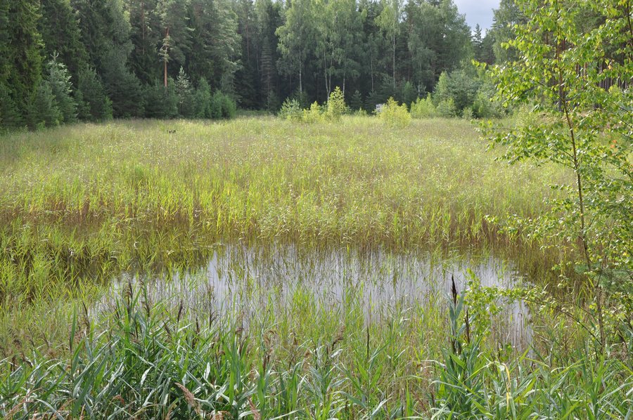 File:Aizaudzis dīķis, Jaunbērzes pagasts, Dobeles novads, Latvia - panoramio.jpg