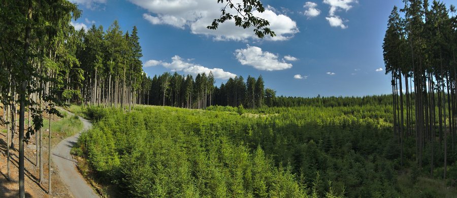 File:Pohled na smrkovou monokulturu z posedu, Protivanov, okres Prostějov.jpg