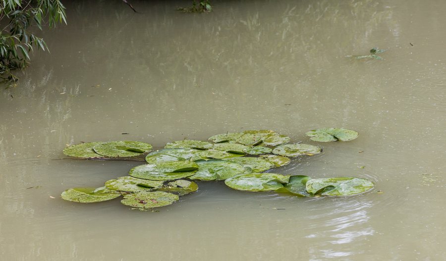 File:Nenúfar blanco europeo (Nymphaea alba), Delta del Danubio, Rumanía, 2016-05-28, DD 35.jpg