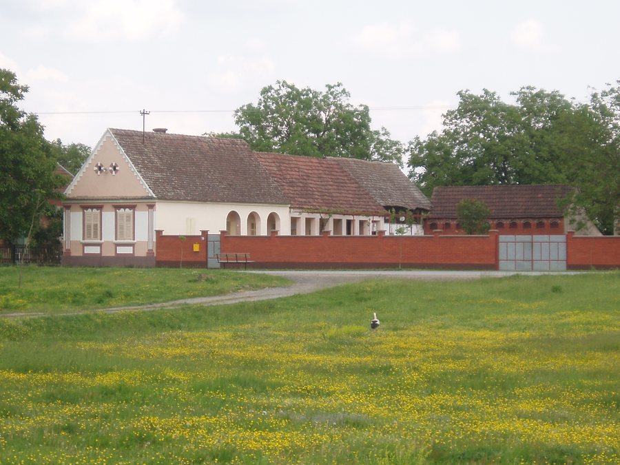 Kupina, Mlaka