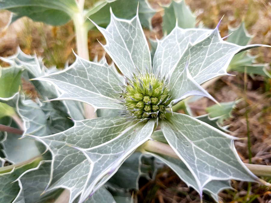 File:Rewa-mechelinki-mikolajek-2017.jpg