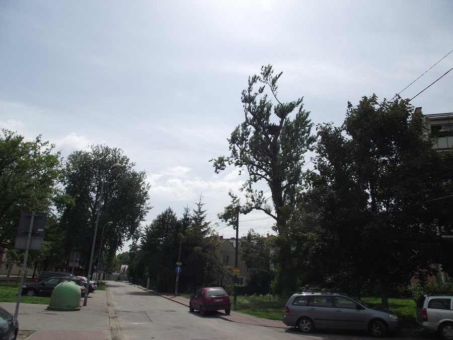 File:Bocianie gniazdo - Mirków.JPG