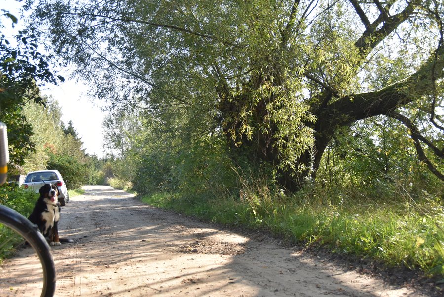 File:Stara wierzba - Lasmiady - 880cm.jpg