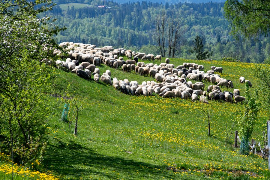 Redyk w maju - uroczysty redyk - Miyszani owiec-Koniaków-2024-0001-RIKiWK-MCD.jpg
