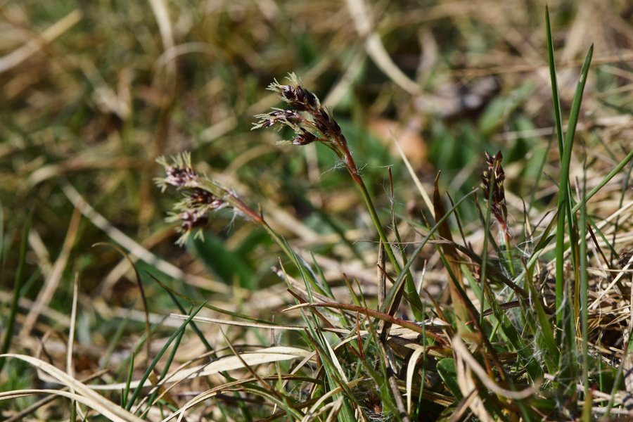 File:Luzula campestris kz02.jpg