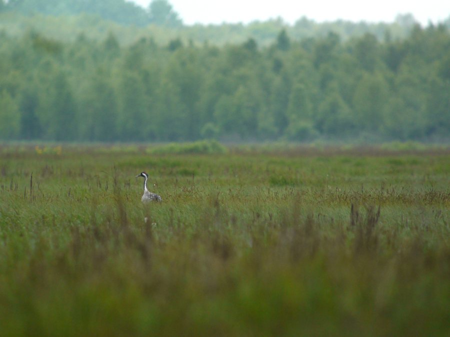 Common Crane, Gugny, Biebrzański Park Narodowy, Polska (4653391014)