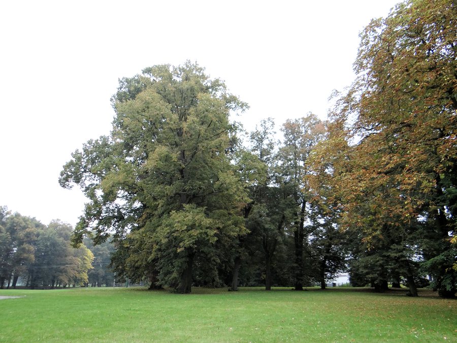 File:220913 Park at Bishops Palace in Wolbórz - 01.jpg