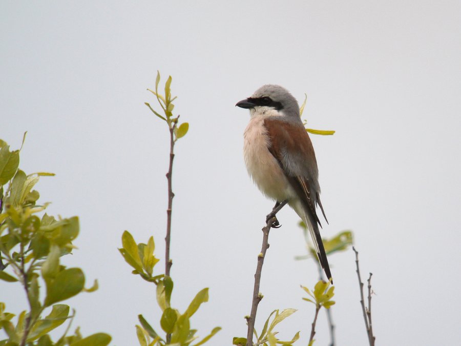Red-backed Shrike, Woźnawieś, Poland