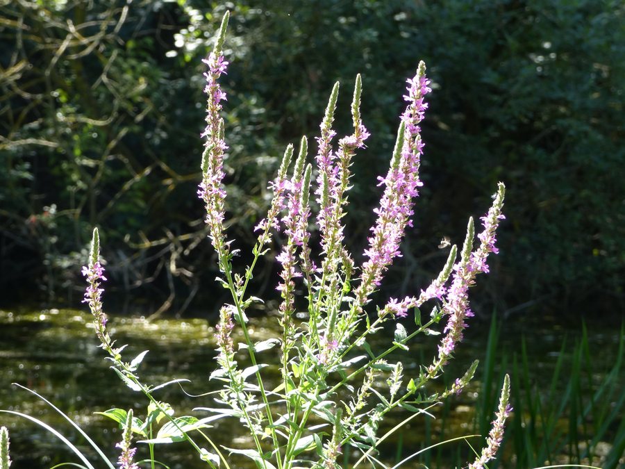 File:Alsógyenes (10).jpg