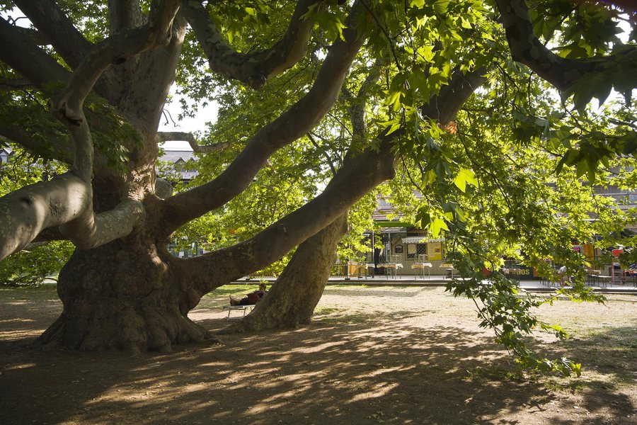 File:2013 Plane tree in Eger HU.jpg