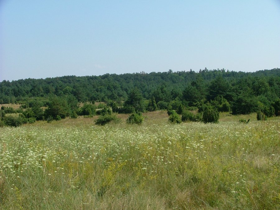 File:Fenyőfő ősborókás.jpg