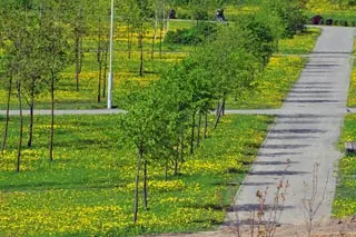 Young trees along a street in Minsk