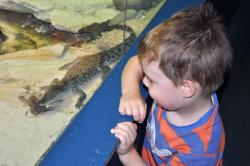 Crocodile farm